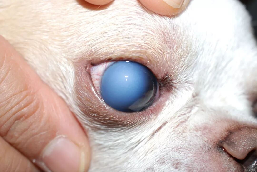 铎悦干货 董轶老师教你如何诊治猫角膜软化 培训 维宠宠物导航网