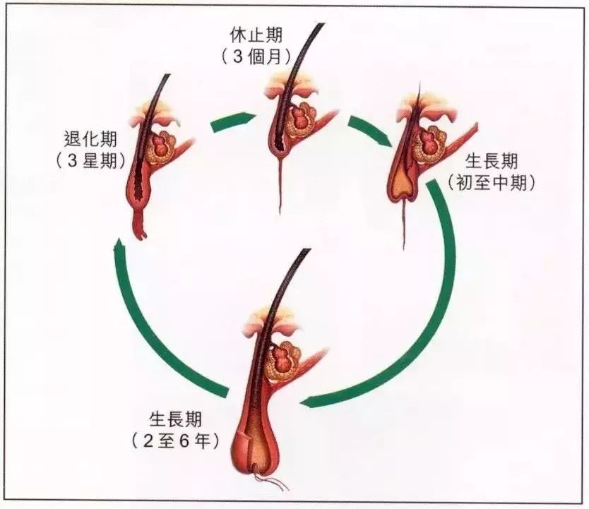 平均6人裡有1人掉髮，別等頭髮沒了才來看！ 健康 第6張