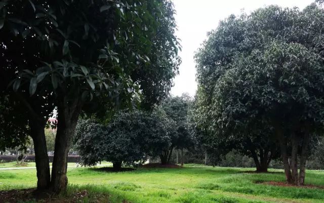 什么植物开运避邪好风水_卧室放什么植物好风水_家里摆什么植物好风水