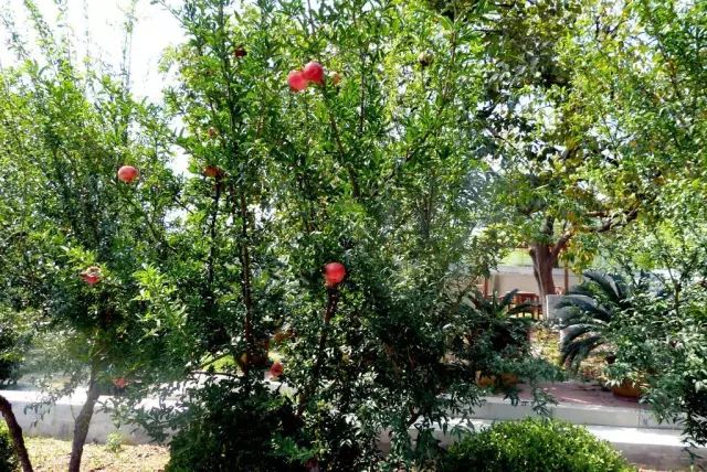 家里摆什么植物好风水_卧室放什么植物好风水_什么植物开运避邪好风水