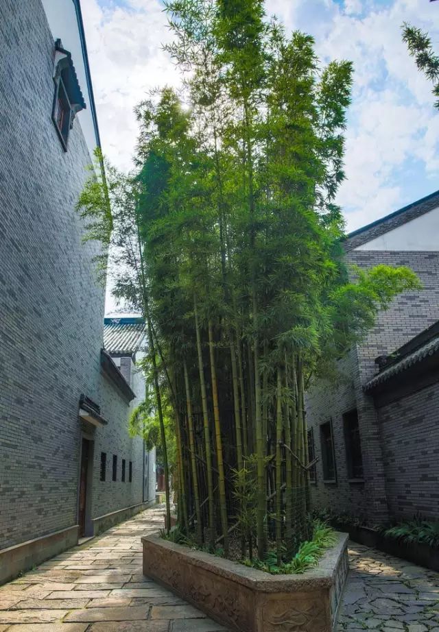 卧室放什么植物好风水_家里摆什么植物好风水_什么植物开运避邪好风水