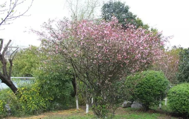 家里摆什么植物好风水_什么植物开运避邪好风水_卧室放什么植物好风水