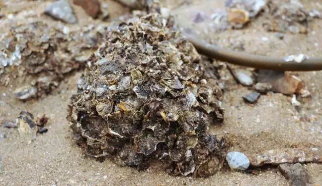 五一假期哪里浪？惠安美食、海边大礼包等你来领~