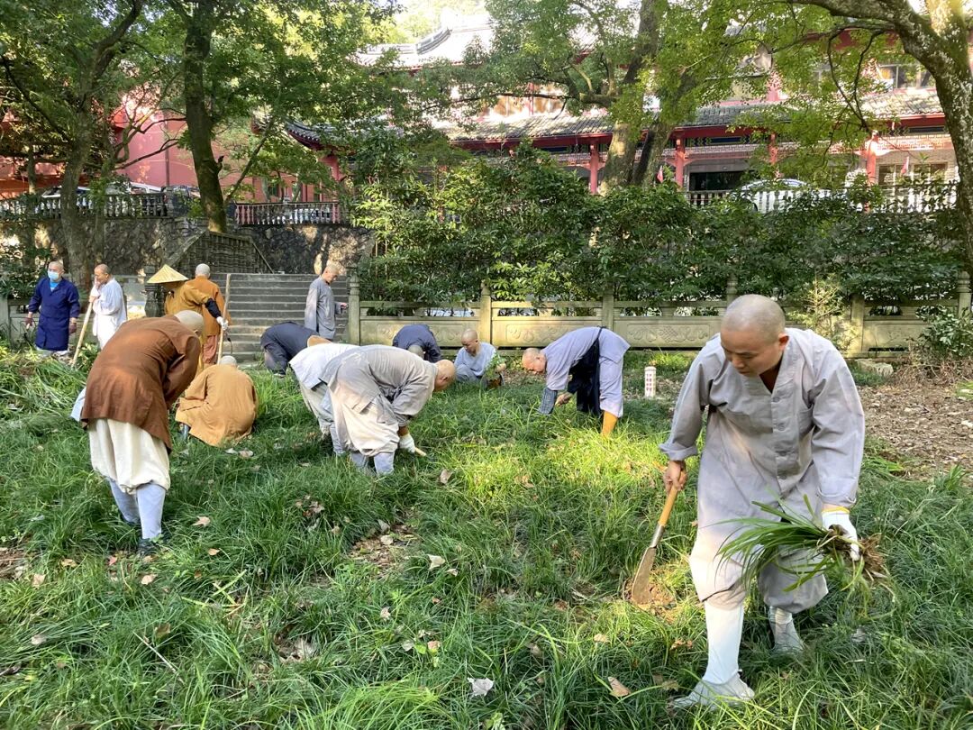 天童禅寺常住出坡，以清新的环境迎接“十一”国庆佳节