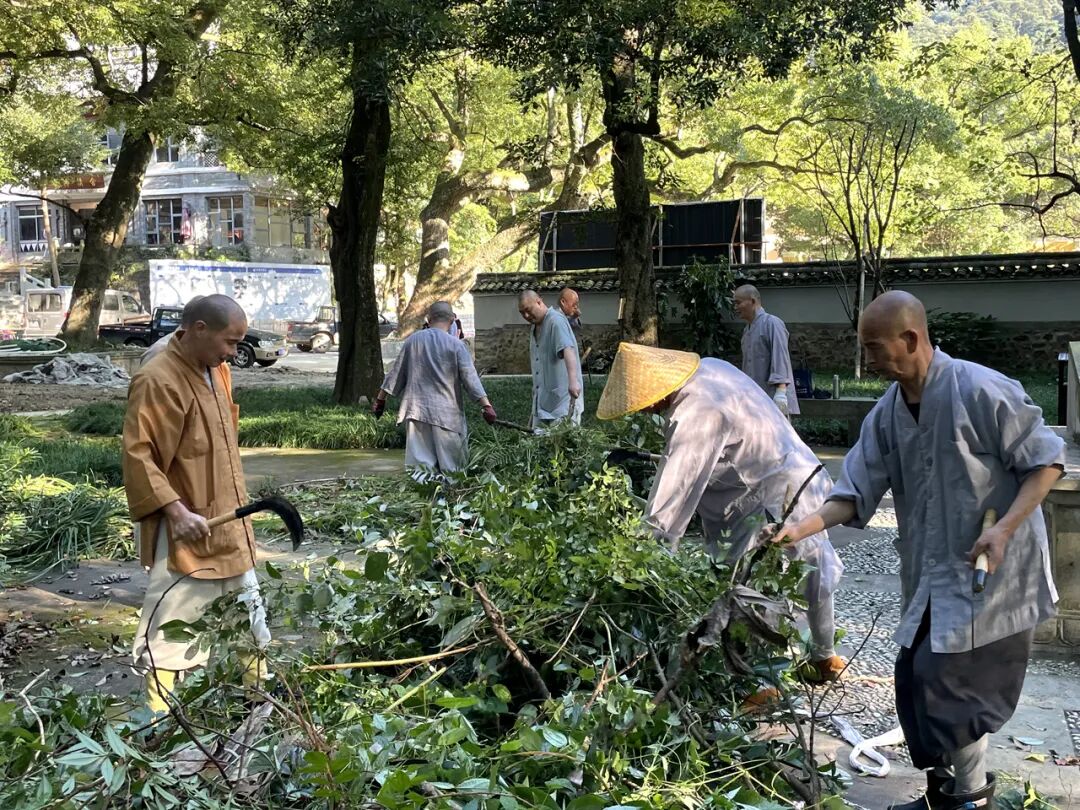 天童禅寺常住出坡，以清新的环境迎接“十一”国庆佳节