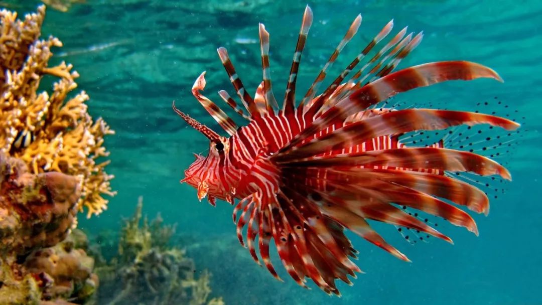 中国产5种 分布于印度-西太平洋暖水海域,为小型海洋鱼类.