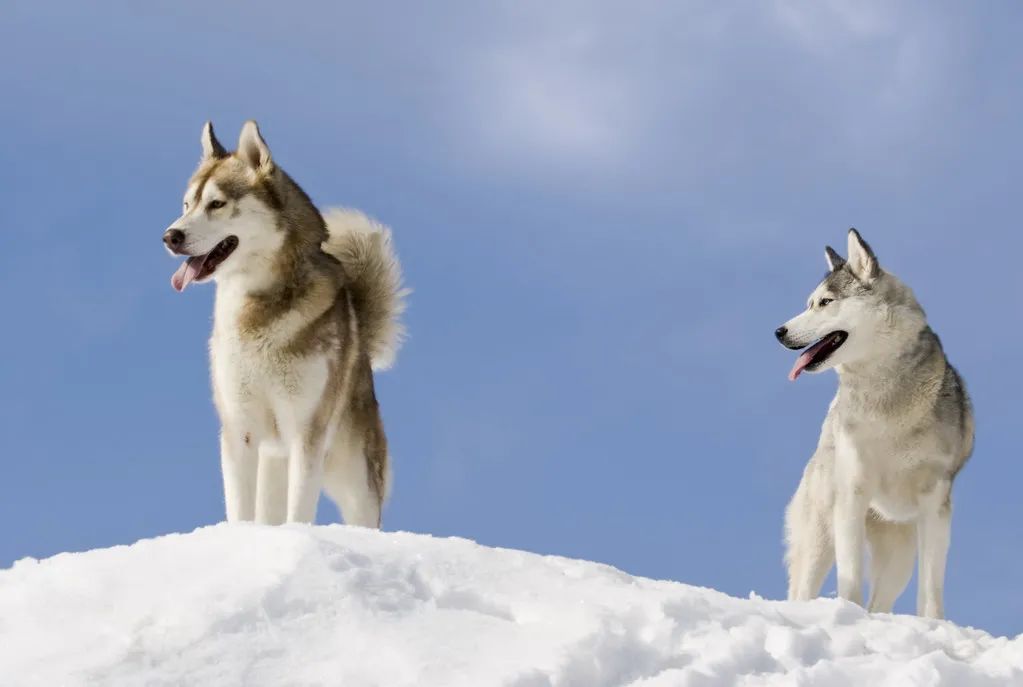冬季来临，爵加邀您学习为狗狗保暖的四大招