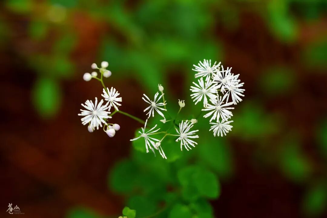 苍山花讯 七月 花海里那些怒放的生命 野性中国 微信公众号文章阅读 Wemp