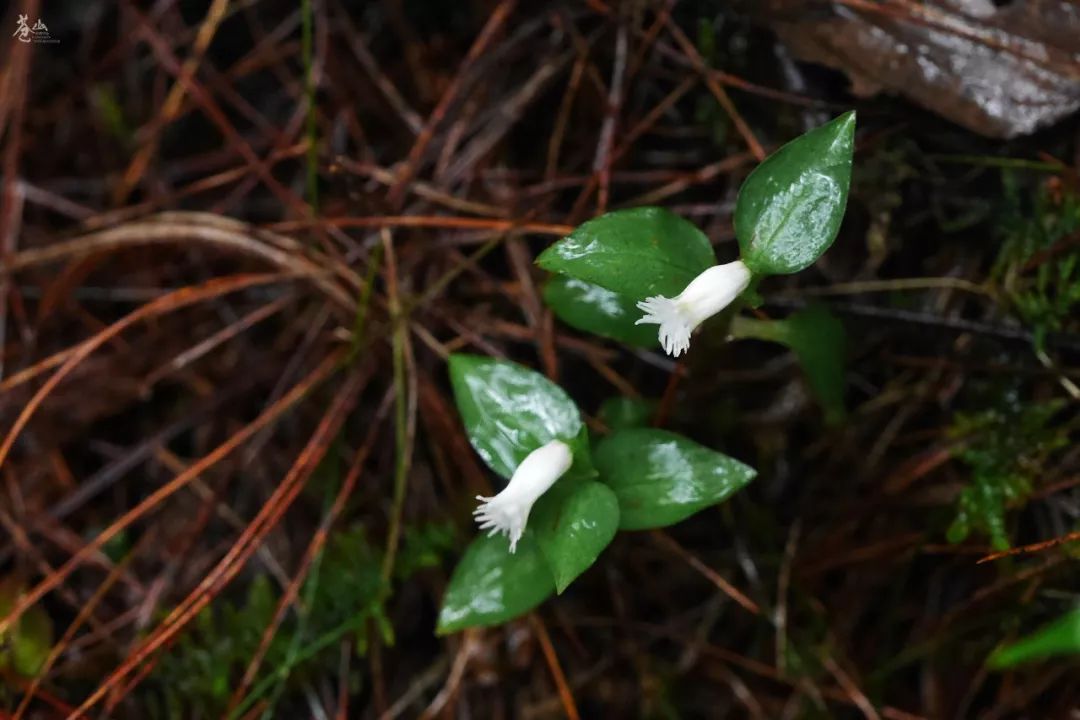 苍山花讯 八月金秋 花草满庭 野性中国 微信公众号文章阅读 Wemp