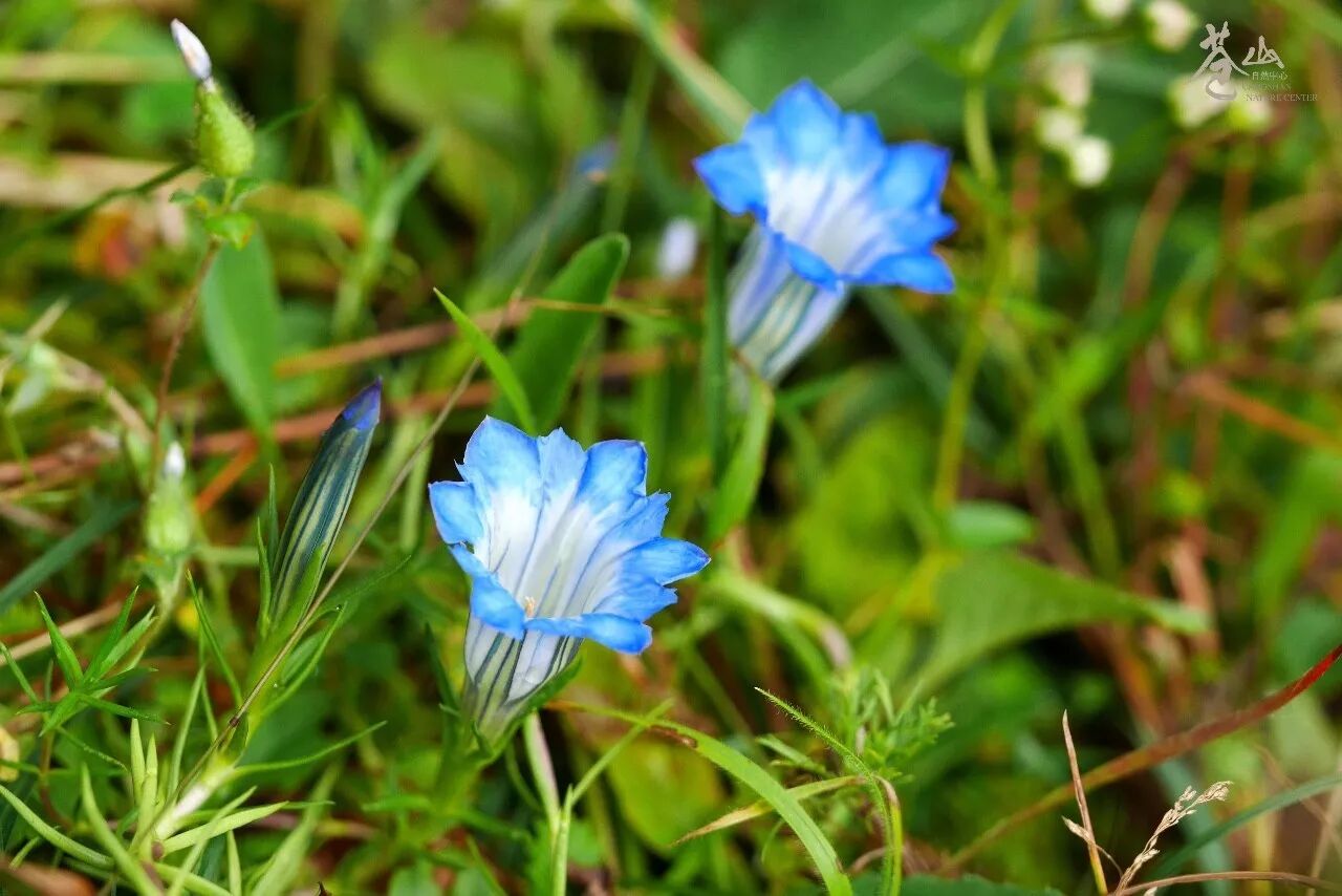 苍山花讯深秋的万紫千红