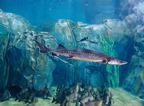 新的海洋馆以印度洋,太平洋的珊瑚环境为新主题.