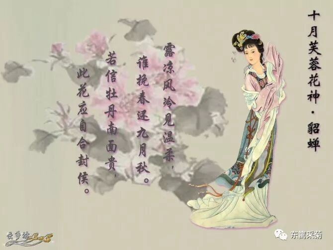 忠辑 诗词里的芙蓉花 东篱采菊 微信公众号文章阅读 Wemp