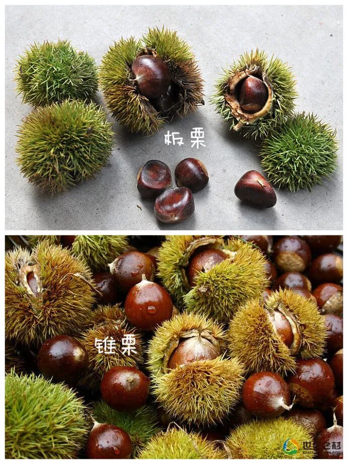 



剥壳的6种方法以及辨认好吃的栗子
