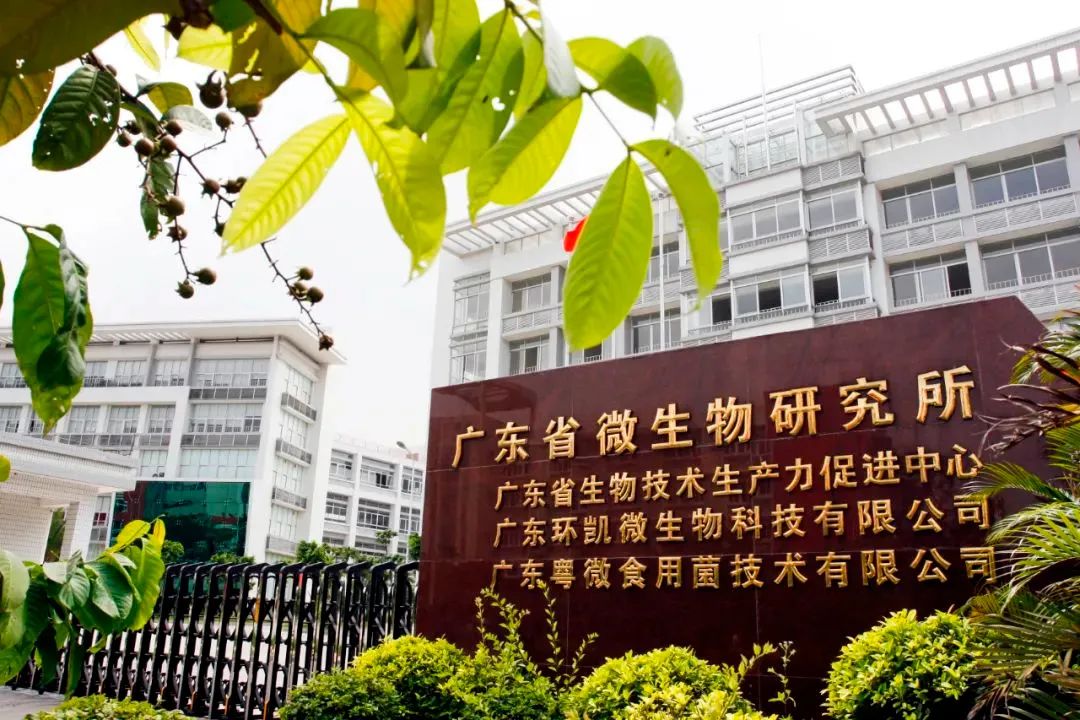 为什么要吃灵芝孢子油?功效强大又广泛! 为什么要吃灵芝孢子油?功效强大又广泛!