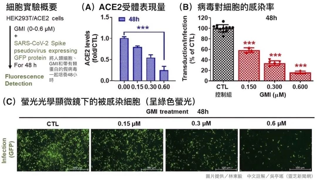 2022科研新知|灵芝孢子免疫调节蛋白GMI能干扰新冠病毒入侵宿主细胞 2022科研新知|灵芝孢子免疫调节蛋白GMI能干扰新冠病毒入侵宿主细胞