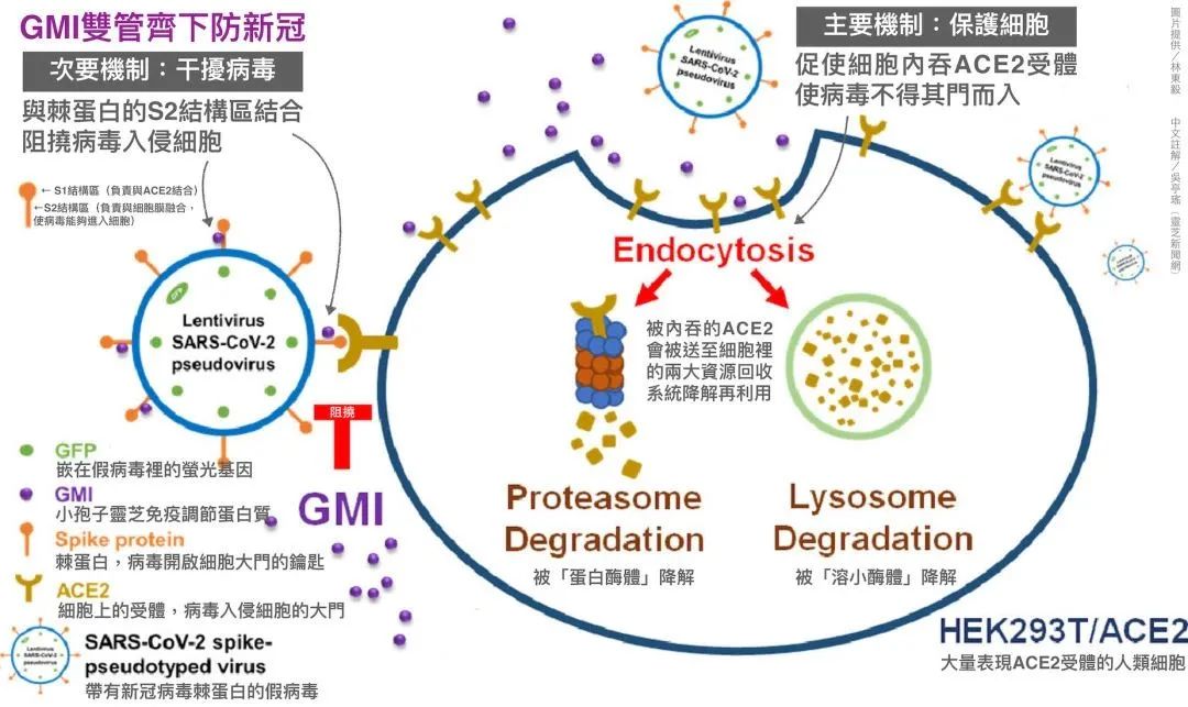 2022科研新知|灵芝孢子免疫调节蛋白GMI能干扰新冠病毒入侵宿主细胞 2022科研新知|灵芝孢子免疫调节蛋白GMI能干扰新冠病毒入侵宿主细胞
