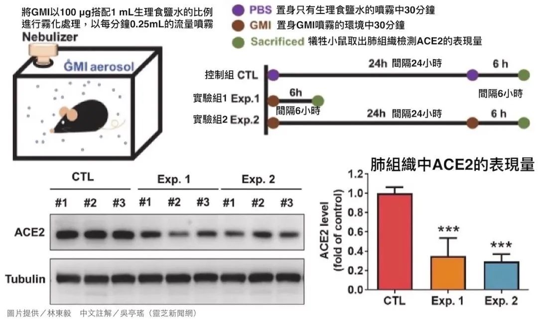 2022科研新知|灵芝孢子免疫调节蛋白GMI能干扰新冠病毒入侵宿主细胞 2022科研新知|灵芝孢子免疫调节蛋白GMI能干扰新冠病毒入侵宿主细胞