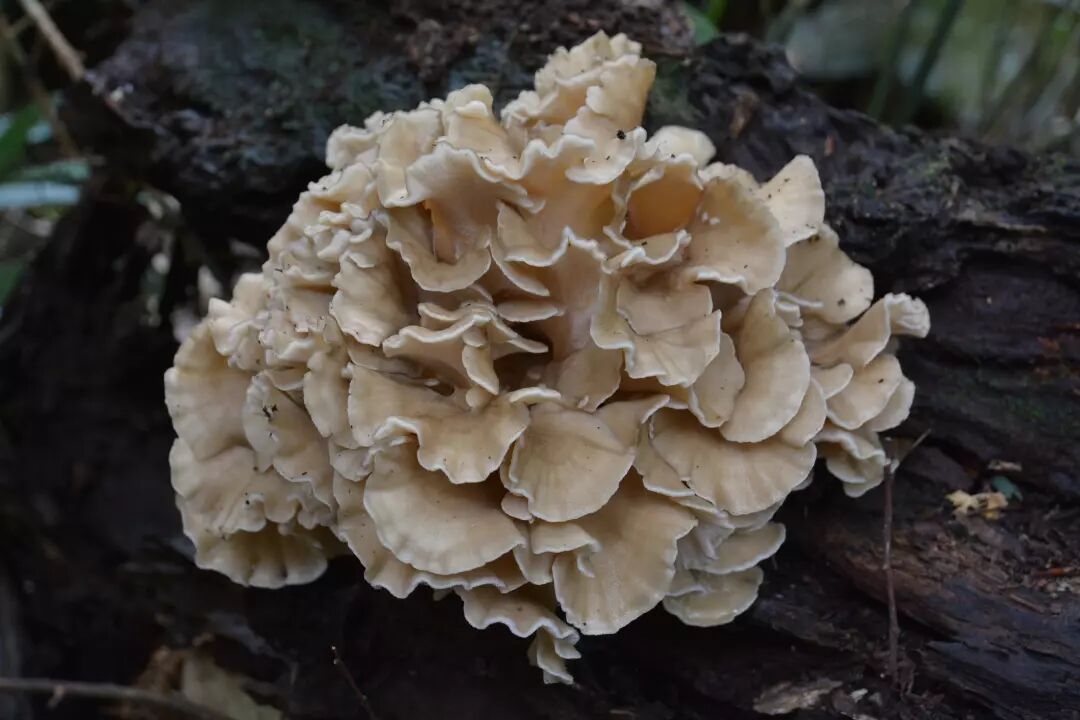 关注四高丨粤微双茸食用菌压片糖果荣耀上市！