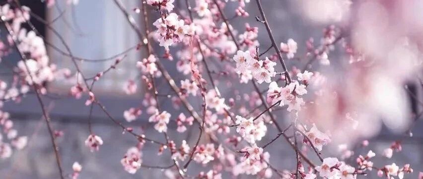 三月春天在哪里？它就在川藏线沿途的花海里