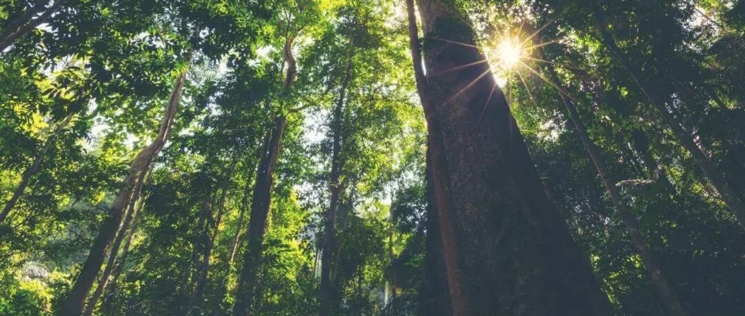 西双版纳，上榜Lonely Planet 2022世界最佳旅行目的地，中国唯一！