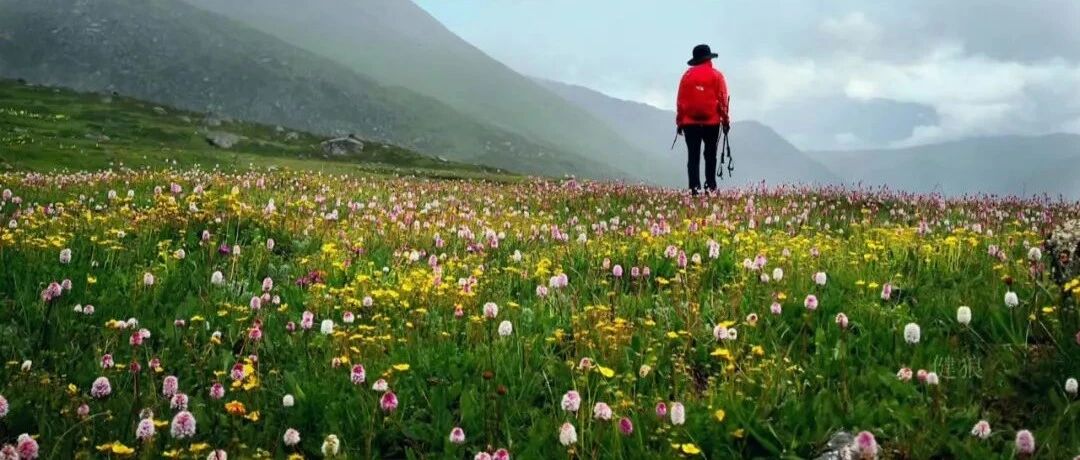 仰望神山，行走花海--第二届格聂徒步大会