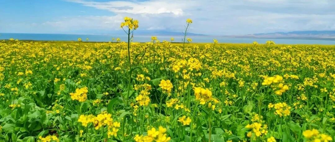 徒步青海湖，99%的人都未曾见过的风景
