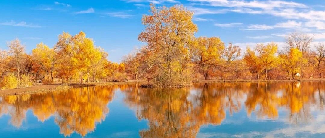 金秋额济纳，邂逅醉美大漠胡杨林