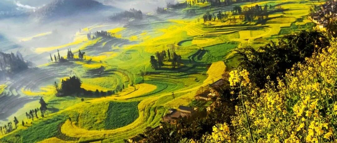 云南罗平，凭什么是中国最美的油菜花田？