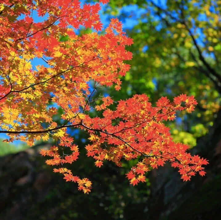 有一个秋天叫长白山，有一种秋色叫惊艳！