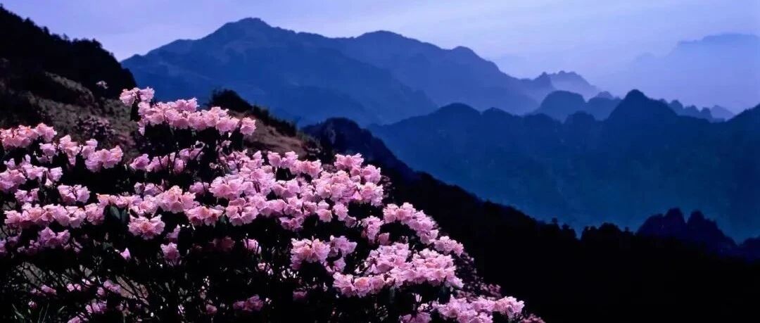 神农架，杜鹃花在5月绽放~