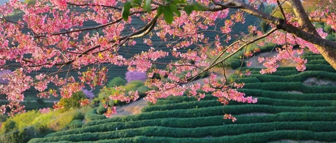 1月旅行地推荐：冬樱娇嫩、海岛晴朗、雪原辽阔，看到第3个就迫不及待了……