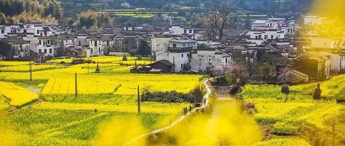 寻梦徽州，于漫天花海中追逐诗意的春天