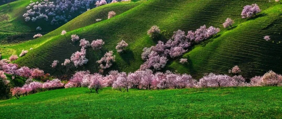 新疆伊犁杏花沟，中国最美的野杏花！