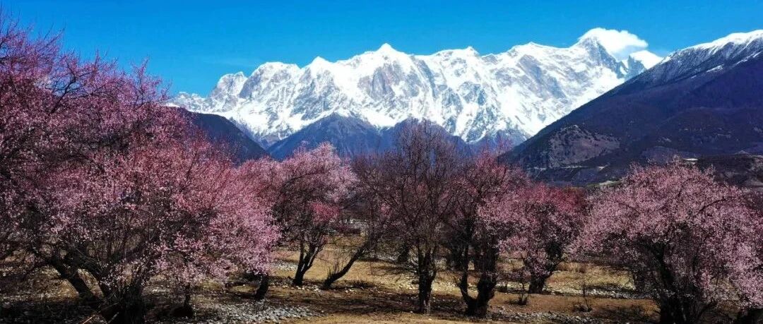漫步雅江边，寻梦桃花源——第二届林芝桃花徒步大会震撼来袭！