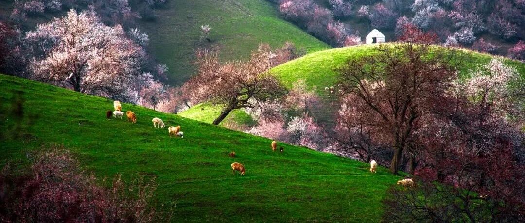 春天去哪儿？中国“十大”户外看花线路推荐