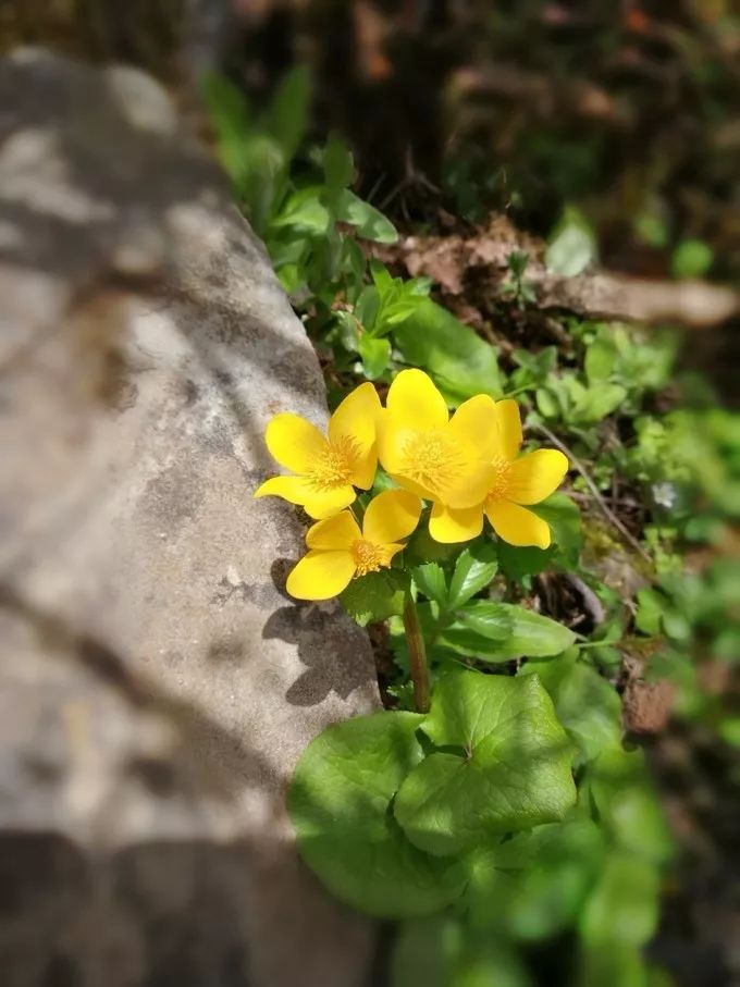 為什麼那麼多人去嘗試四姑娘山三峰連登？ 旅遊 第45張