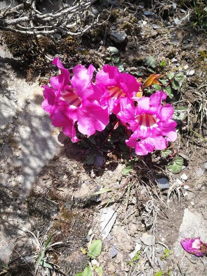 為什麼那麼多人去嘗試四姑娘山三峰連登？ 旅遊 第130張