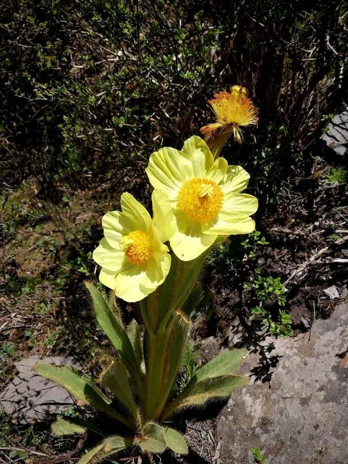 為什麼那麼多人去嘗試四姑娘山三峰連登？ 旅遊 第129張