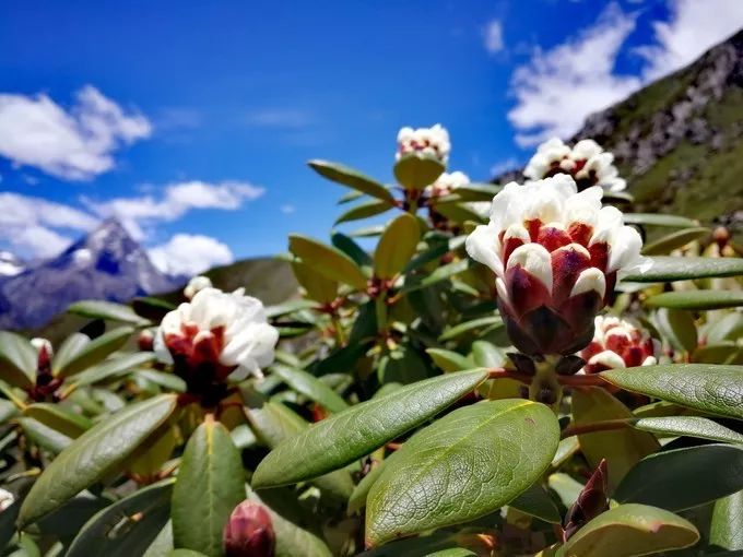 為什麼那麼多人去嘗試四姑娘山三峰連登？ 旅遊 第145張