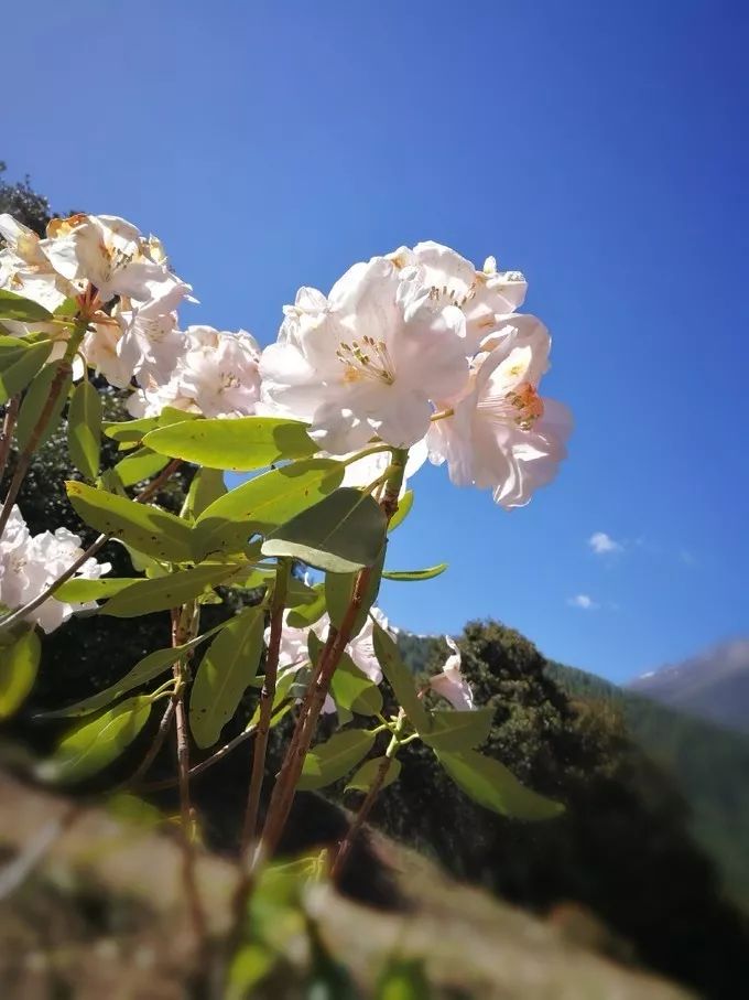 為什麼那麼多人去嘗試四姑娘山三峰連登？ 旅遊 第41張