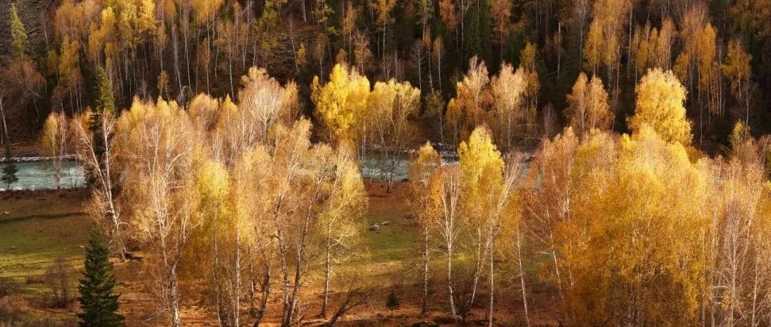 喀纳斯，中国秋天的另一个名字！