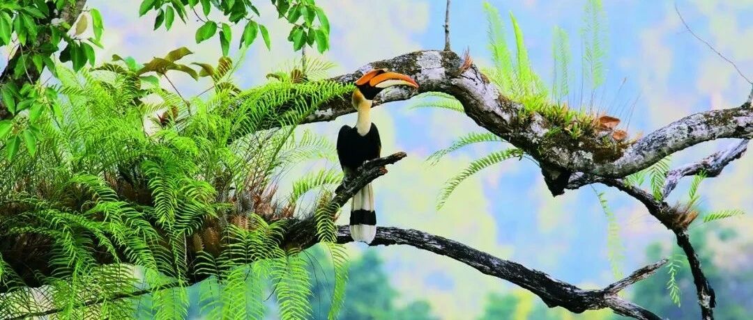 高黎贡山：世界物种基因库!