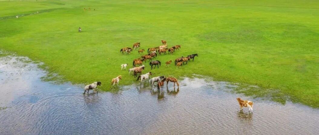 夏天的呼伦贝尔，才是中国最美的地方！