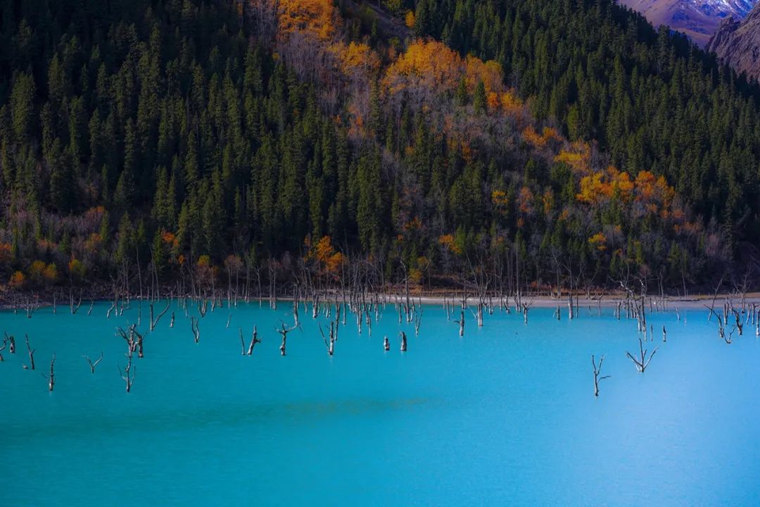 孟克德：除了天湖, 還有那一片驚艷的胡楊林 旅遊 第12張