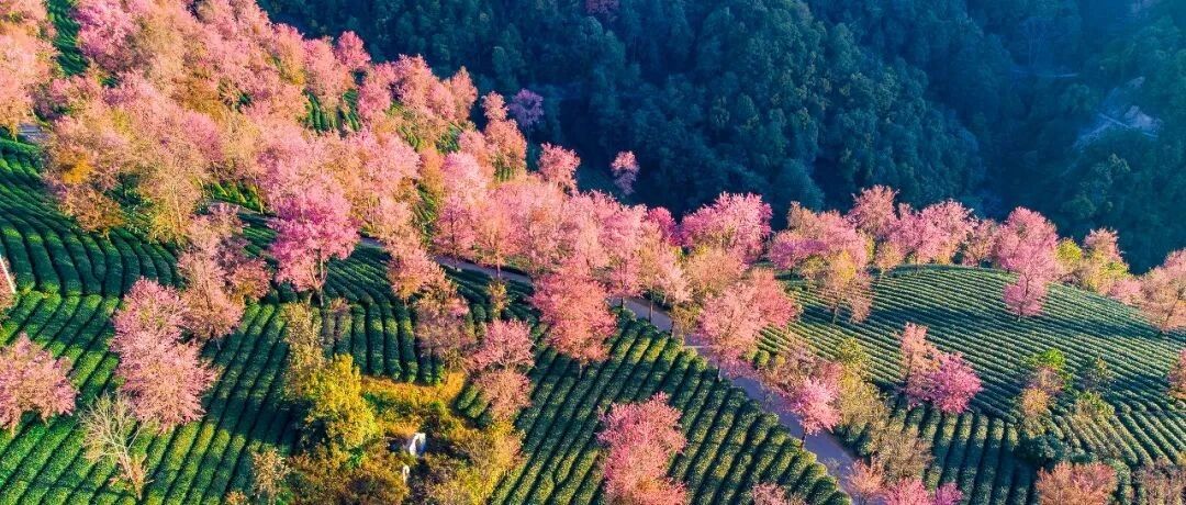 再过十几天，全中国都要羡慕死云南了！