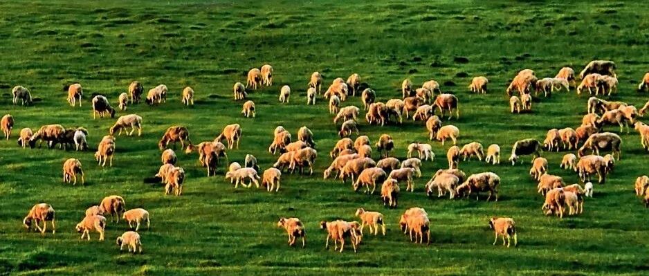 中国40%国土是草原！