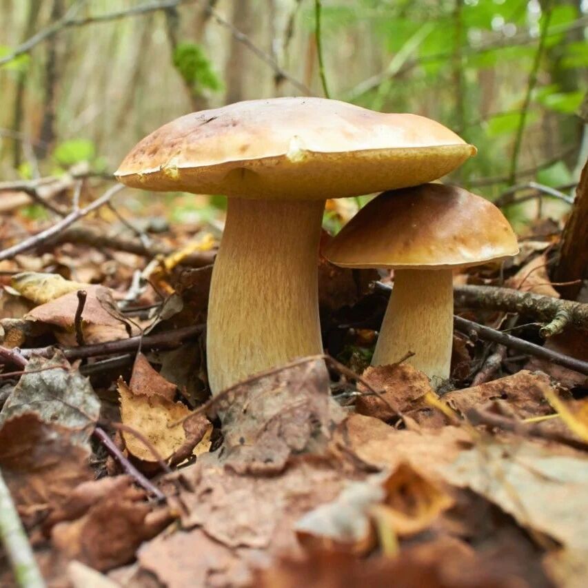 云南人：吃最野的菌，走最远的路！