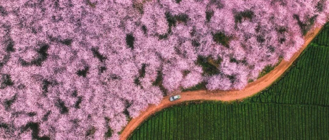 樱花三月下贵州，你确定不来看看？
