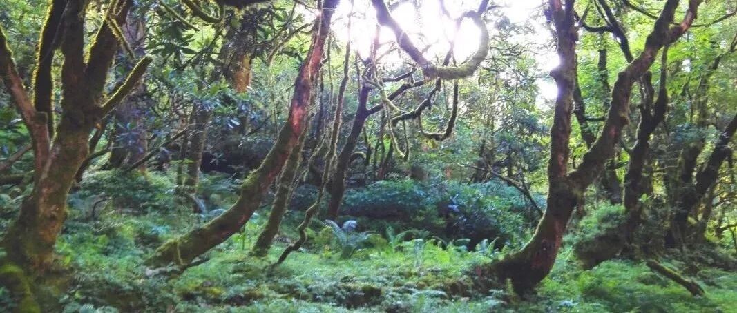 墨脱徒步，经典已成过去，往事只能回忆！