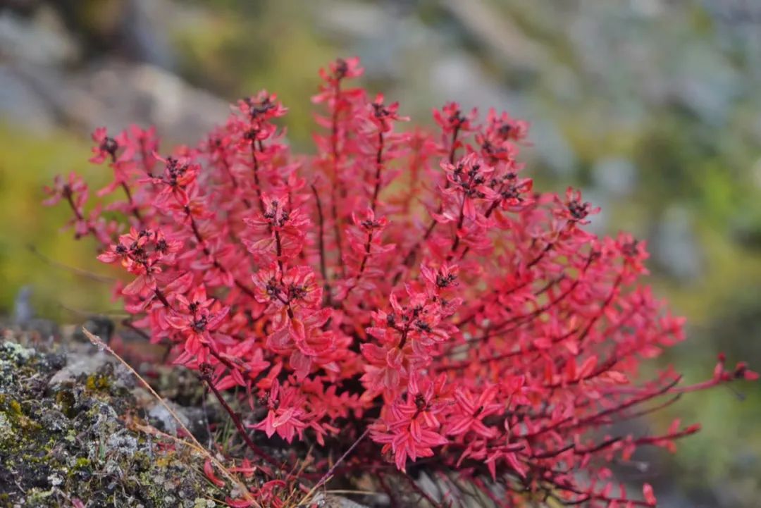 珠峰東坡，為什麼被評為中國最美徒步路線？ 旅遊 第45張